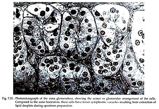 Photomicrograph of the Zona Glomerulosa