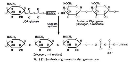 Synthesis of Glycogen by Glocogen Synthase