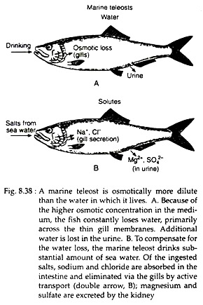 Marine Teleost