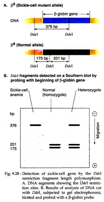 Detection of Sickle-Cell Gene
