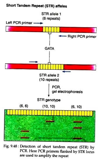 Detection of Short Tandem Repeat