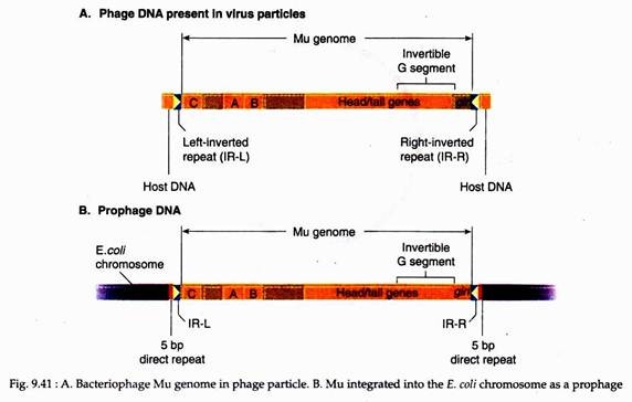 Bacteriophage Mu Genome and Mu Integrated into the E. Coli Choromosome