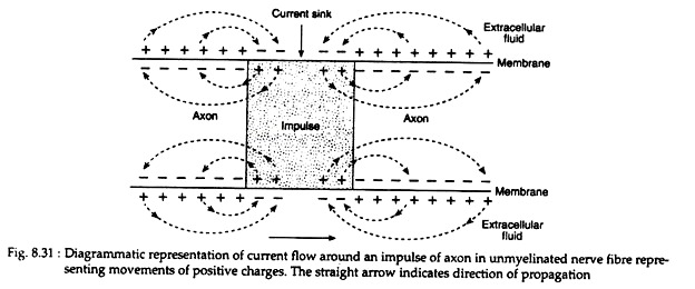 Current Flow Around an Impulse of Axon