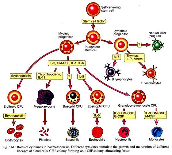 Roles of Cytokines in Haematopoiesis