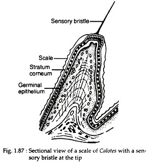 Sectional view of a scale of calotes with a sensory bristle at the tip