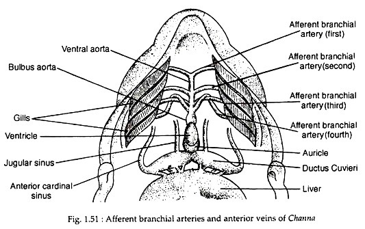 Afferent branchial arteries and anterior veins of channa