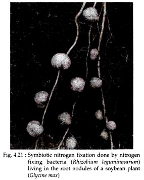 Symbiotic Nitrogen Fixation 