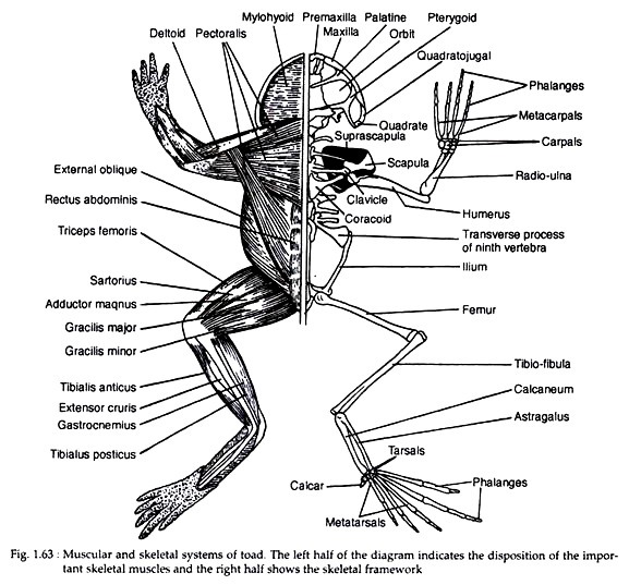Muscular and skeletal systems of toad