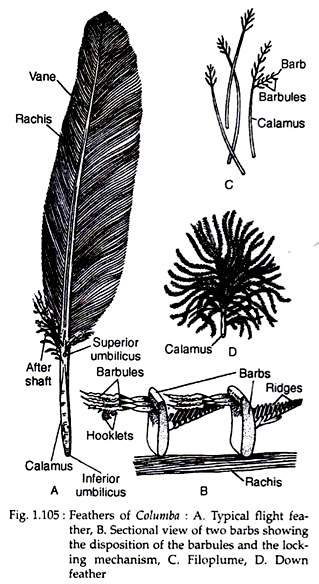 a Wing and pectoral girdle bones of a pigeon (Columba sp.), with the