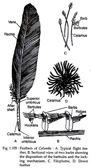 Feathers of columbia