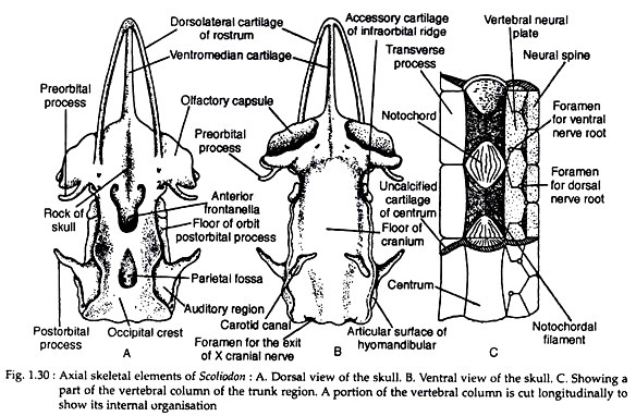 Axial skeletal elements of scoliodon
