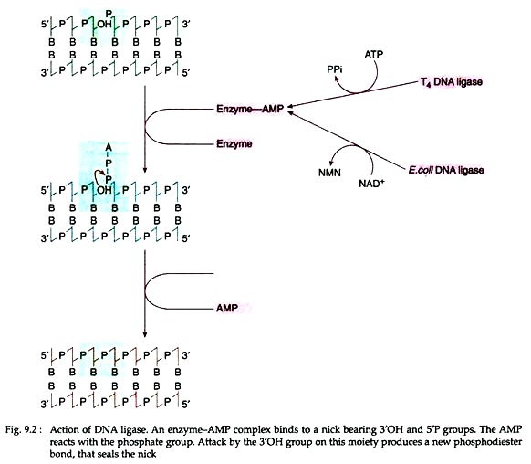 Action of DNA Ligase