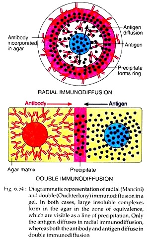 Radial and Double Immunodiffusion in a Gel