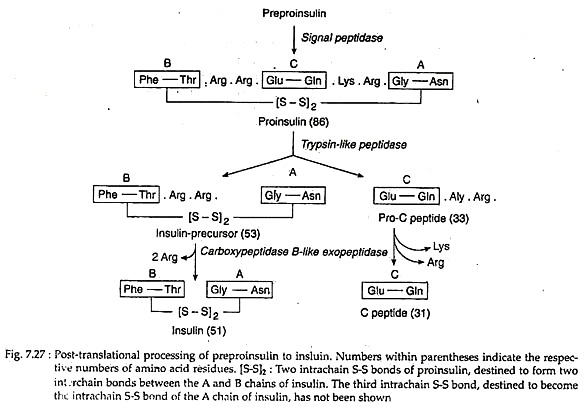 Post-Translation Processing of Preproinsulin to Insulin
