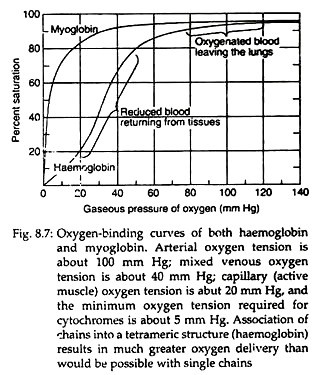 Oxygen-Binding Curves
