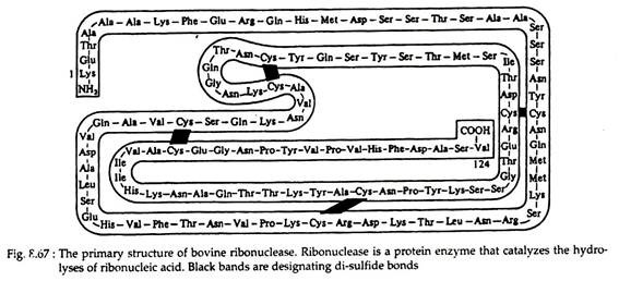 Primary Structure of Bovine Ribonuclease
