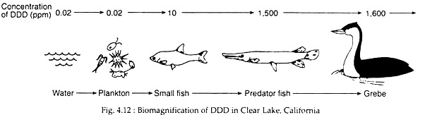 Biomagnification of DDD in Clear Lake, California