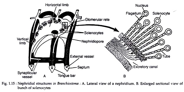 Nephridial Structures in Branchiostoma