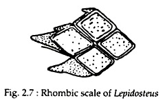 Rhombic Scale of Lepidosteus