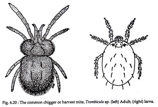 The common chigger or harvest mites