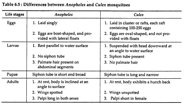 Differences between anopheles and culex mosquitoes