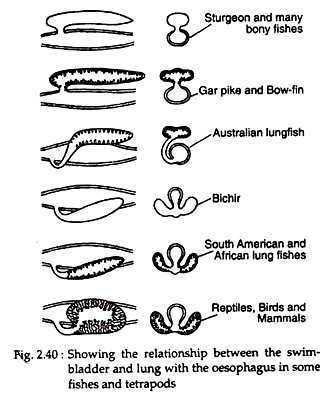 Swim Bladder and Lung