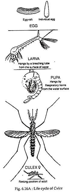 Life cycle of culex