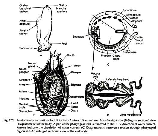 Anatomical Organisation of Adult Ascidia