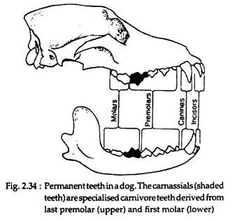 Permanent Teeth in a Dog