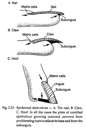 Epidermal Derivatives