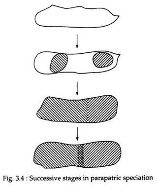 Successive Stages in Parapatric Speciation