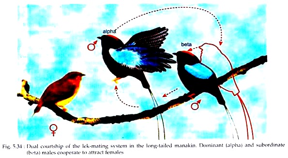 Dual Courtship of the Lek-Mating System