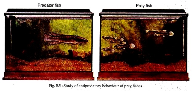 Study of Antipredatory Behaviour of Prey Fishes
