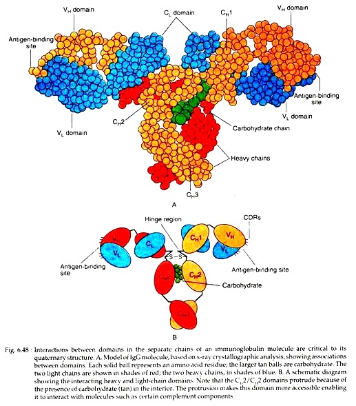 Interactions between Domains in the Separate Chains