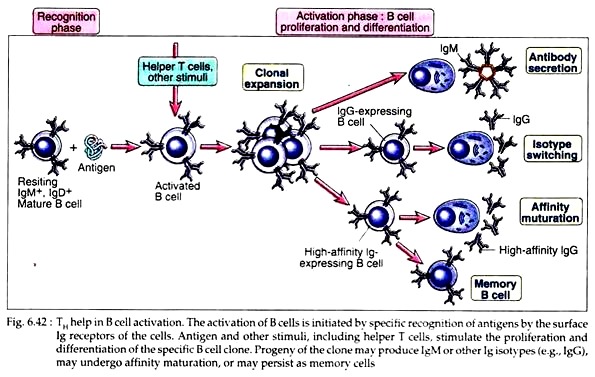 TH help in B Cell Activation