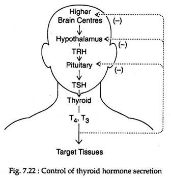 Control of Thyroid Hormone Secretion