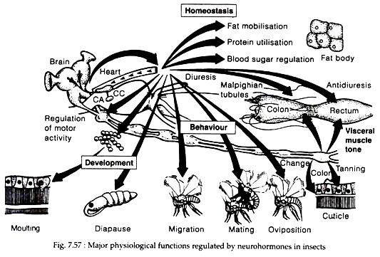 Major Physiological Functions