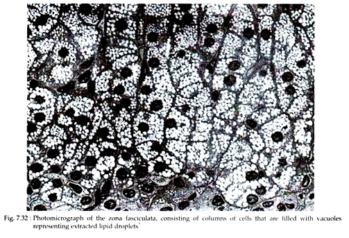 Photomicrograph of the Zona Fasciculata