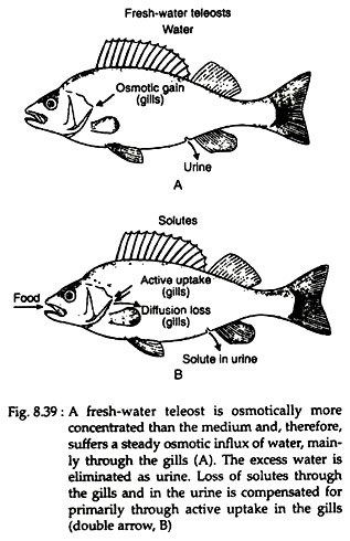 Fresh-Water Teleost