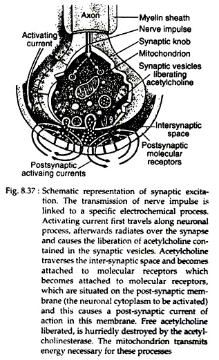 Synaptic Excitation