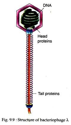 Structure of Bacteriophage λ