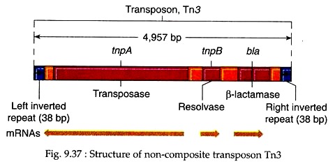 Structure of Non-composiste transone Tn3.