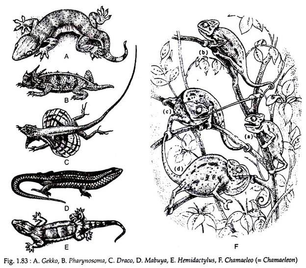 Gekko, Pharynosoma, Draco, Mabuya, Hemidactylus and Chamaeleo