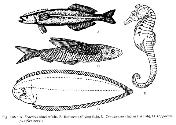 Echeneis, Exocoetus, Cynoglossus  and Hippocampus 