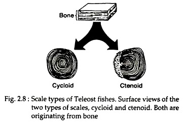 Scale Types of Teleost Fishes