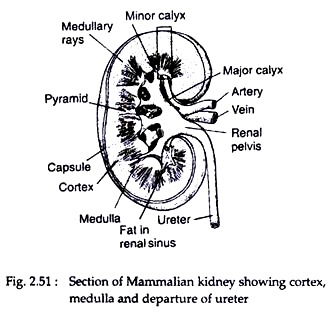 Section of Mammalian Kidney