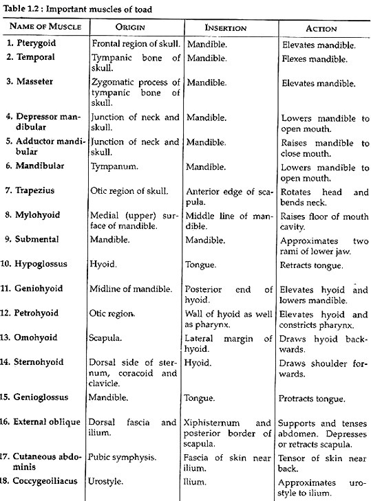 Important muscles of toad