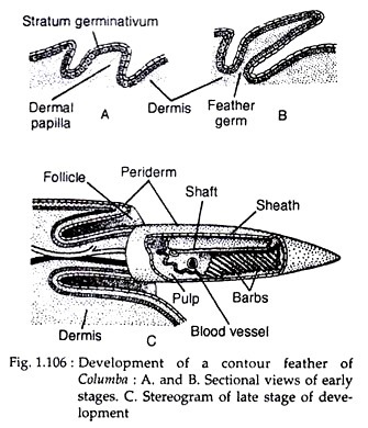 Development of a contour feather of columbia