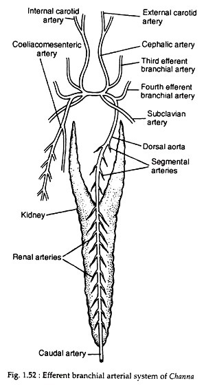 Efferent branchial arterial system of Channa