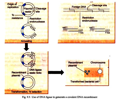 Use of DNA Ligase